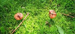 Hygrocybe_singeri4712.jpg