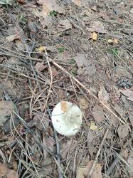 IMG-20250801-WA0012.thumb.jpeg.4bce7c4136f03b3a8d436cfa545443db.jpeg