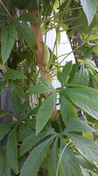 IMG-20250801-WA0012.thumb.jpg.9810846f34c65dc52d466e0ca0793db7.jpg
