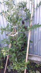 IMG-20250801-WA0013.thumb.jpg.b8ee2f5d906f23e5202215a62c4ebd9e.jpg