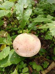 IMG-20250801-WA0032.thumb.jpeg.d1abb5b458a96fafed25828422112d9f.jpeg