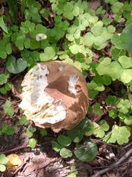 IMG-20250802-WA0004.thumb.jpeg.ca24dac98d6e3b8c428def0cb09530e1.jpeg