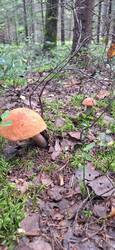 IMG-20250802-WA0011.jpg