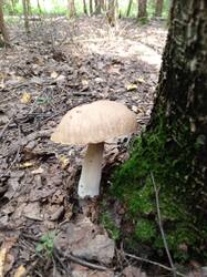 IMG-20250802-WA0020.thumb.jpeg.b12cb8aa88eca90ff20793d5d02fc4a3.jpeg
