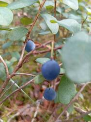 IMG-20250809-WA0010.jpg
