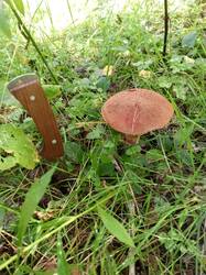 IMG-20250814-WA0009.thumb.jpeg.caa3e8d2cf175b796c591920314e8374.jpeg