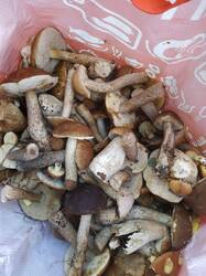 IMG-20250815-WA0002.jpg