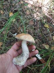 IMG-20250815-WA0004.jpg