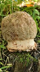 IMG-20250815-WA0010.thumb.jpg.dd335cdfe5d0e0f306fa6f6f4316b8a0.jpg