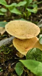 IMG-20250815-WA0012.thumb.jpg.f3202a448cf7d7eb422420e6f3bc2e0a.jpg