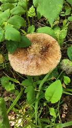 IMG-20250815-WA0014.thumb.jpg.e1e0d9eae9b7378929f07b2efd8b9479.jpg