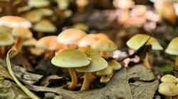 IMG-20250815-WA0016.thumb.jpg.0bcf58b6c34856454282495f9ecf964c.jpg