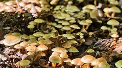 IMG-20250815-WA0020.thumb.jpg.1b910f7740841d4bea1d51473e763fdb.jpg