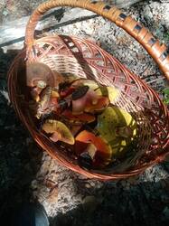 IMG-20250817-WA0017.jpg