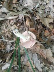 IMG-20250817-WA0027.jpg