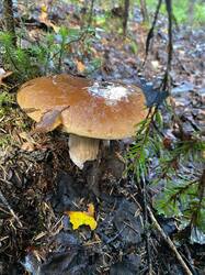 IMG-20250818-WA0005.jpg