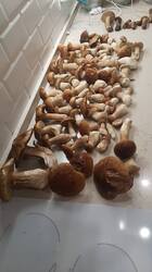 IMG-20250820-WA0003.jpeg