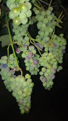 IMG-20250820-WA0006.jpeg