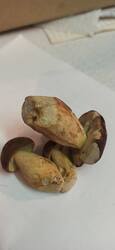 IMG-20250820-WA0010.thumb.jpg.72d595d415da0a4591a6bac0afb06050.jpg
