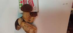 IMG-20250820-WA0011.thumb.jpg.8c90ce1c2efdede9fa7d7f979288c73d.jpg