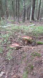 IMG-20250820-WA0022.jpeg