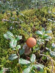 IMG-20250821-WA0017.jpg