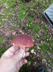 IMG-20250822-WA0016.thumb.jpeg.3a71645bb31e4eba88ce8411e15213b3.jpeg