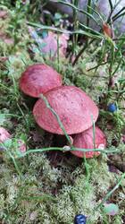 IMG-20250824-WA0003.jpeg