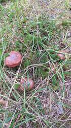 IMG-20250824-WA0005.jpeg