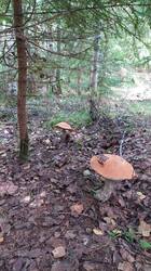 IMG-20250824-WA0015.jpeg