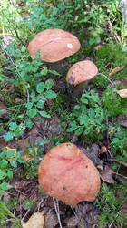 IMG-20250824-WA0019.jpeg