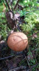 IMG-20250824-WA0023.jpeg