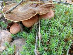 IMG-20250825-WA0006.thumb.jpg.e13cc3ad4f5f4eb6c74be9de42e557aa.jpg