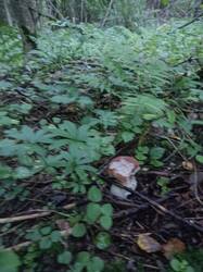IMG-20250826-WA0004.jpg