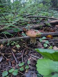IMG-20250826-WA0007.jpg