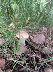IMG-20250828-WA0008.jpg