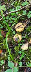 IMG-20250828-WA0010.jpg