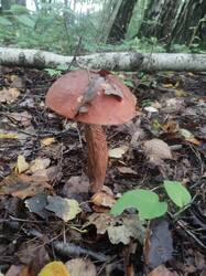 IMG-20250828-WA0012.jpg
