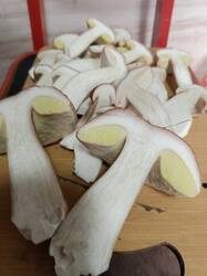 IMG-20250829-WA0024.thumb.jpeg.87d29d6ed3fb18bcc76428163b723d99.jpeg