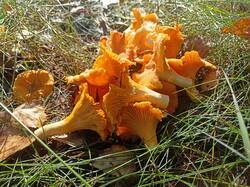 IMG20250802093046.thumb.jpg.cf6ac596fbf09f346e509038df7ba53d.jpg