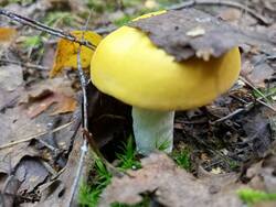 IMG20250816100625.thumb.jpg.386c7c40c950a8076f56889cf20eb0a2.jpg