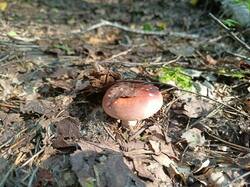 IMG20250816165646.thumb.jpg.da19d18b1f71d34783241fc66c1983bf.jpg