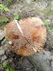 IMG20250818115821.jpg