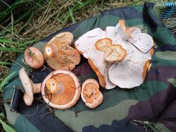 IMG20250820063310.jpg