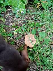 IMG20250821073157.thumb.jpg.177e8f7daa955d4013632f9f53cf0f75.jpg