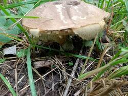 IMG20250821073333.thumb.jpg.c7bf0eb1345c9e17f69ac2e74f923a67.jpg