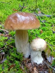 IMG20250823164012.thumb.jpg.336926788d7a8358355264d63f0b9d8b.jpg