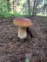IMG20250827092006.jpg
