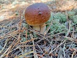 IMG20250830105736.thumb.jpg.7c658410b9d8f3884e83a29208e44828.jpg