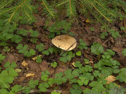 IMG_0254.thumb.jpg.258bcd56590ae14ec8876b49a7de37a8.jpg